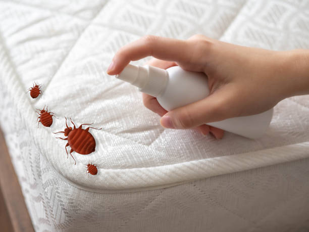 Best Insect Control  in Mount Pulaski, IL