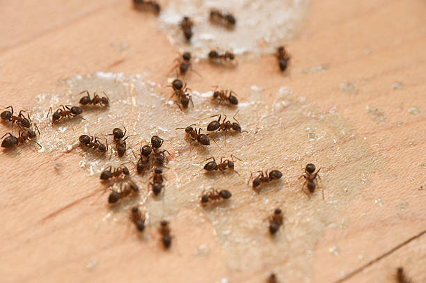 Best Emergency Pest Control  in Mount Pulaski, IL